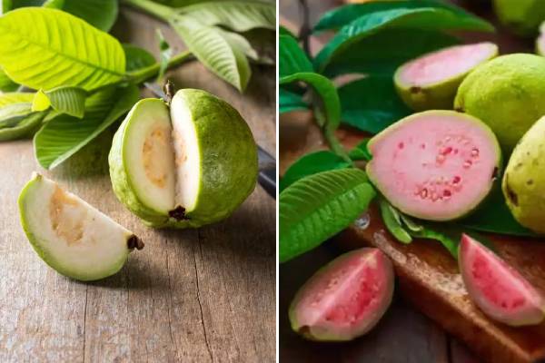 எளிதில் கிடைக்கும் கொய்யா பழத்தில் இவ்வளவு நன்மையா? | Health Benefits Of Guava Fruits Tamil
