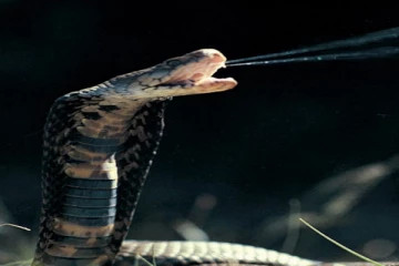 ஆபிரிக்காவின் கொடிய விஷம் கொண்ட நாகம் இலங்கையில்