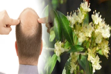 வழுக்கை தலையில் முடி வளரணுமா? அதற்கு இந்த ஒரு பூ போதும்