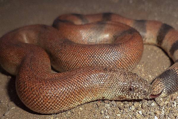 கோடிக்கணக்கில் விலை போகும் மண்ணுளிப்பாம்பு - இது உண்மை தானா? | Red Sand Boa Snake Fact Is It True