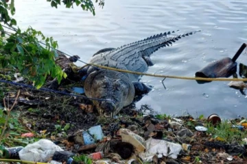 மட்டக்களப்பில் சிக்கிய 16 அடி நீள முதலை