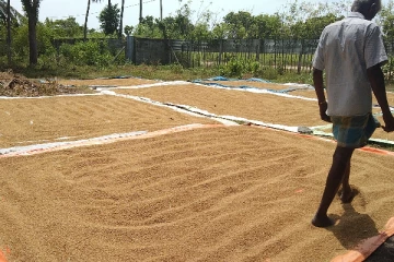 அறுவடை செய்த நெல்லை விற்பனை செய்ய முடியாத நிலையில் விவசாயிகள்(Photo)