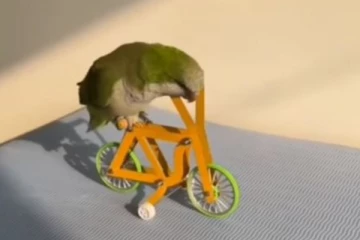 வேக வேகமாக சைக்கிள் ஓட்டி கலக்கும் பச்சைக்கிளி... திரும்ப திரும்ப பார்க்க வைக்கும் காட்சி