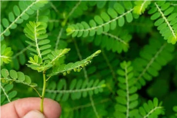 உங்கள் வீட்டின் பக்கத்திலேயே வளரும் இந்த அற்புத மூலிகை பற்றி தெரியுமா?