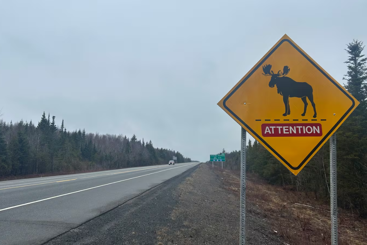 கனடாவில் மான் ஒன்றினால் ஒருவருக்கு ஏற்பட்ட சோகம் | Man Dies After Motorcycle Collides With Moose கனடாவில் மான் ஒன்றினால் ஒருவருக்கு ஏற்பட்ட சோகம் | Man Dies After Motorcycle Collides With Moose