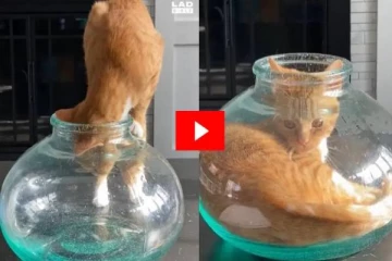 சிறிய பாட்டிலில் நுழைந்து சேட்டை செய்யும் பூனை - இணையத்தில் வைரல்