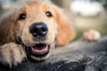 பெண் நாயை தீ வைத்து எரிந்த கொடூர நபர்! கம்பஹாவில் சம்பவம்