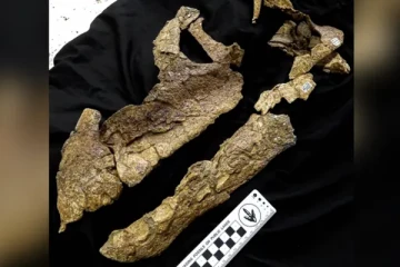 100 மில்லியன் ஆண்டுகள் தொன்மையான டைனோசர் மண்டை ஓடு கண்டுபிடிப்பு