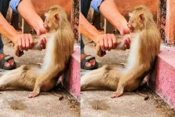 வலியில் மனிதர்களை போல் எதிர்வினை புரியும் குரங்கு : வைரலாகும் பரிதாப காட்சி