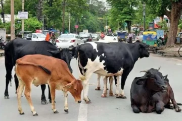 மட்டக்களப்பில் மாடு திருடர்களைப் பிடித்துக் கொடுத்தால் சன்மானம்