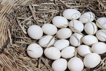 முட்டை விலை தொடர்பில் வெளியான தகவல்