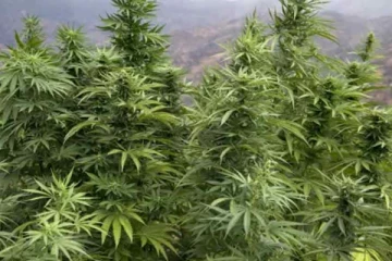 வனப்பகுதியில் கைப்பற்றபட்ட பெருந்தொகை கஞ்சா செடிகள்