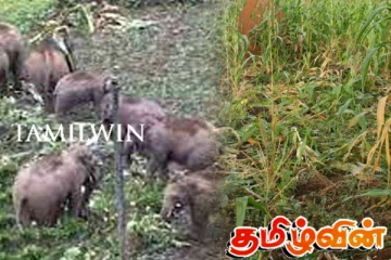 பயிர்களுக்கு சேதங்களை விளைவிக்கும் விலங்குகளை கட்டுப்படுத்த தயாராகும் புதிய பிரிவு