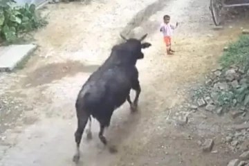 4 வயது குழந்தையை தூக்கி வீசிய காளை - நெஞ்சை உலுக்கும் வீடியோ