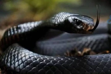 இலங்கையில் காணப்பட்ட ஆபிரிக்காவின் கொடிய விஷமுள்ள நாகம்