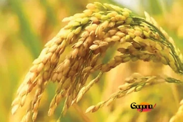 වී අලෙවි මණ්ඩලයේ බලාපොරොත්තු සුනේ සුන්