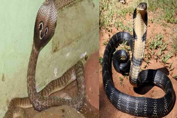 பாம்பு புற்றில் பால் ஊற்றுவதற்கு இது தான் காரணமா? | Why Is Milk Offered To Snakes