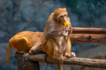 அமெரிக்க ஆய்வுக்கூடத்தில் இருந்து 43 குரங்குகள் தப்பி ஓட்டம்! பொதுமக்களுக்கு அறிவுரை