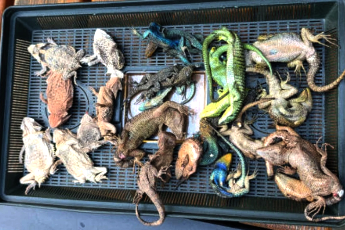 German-Airport-Stops-Snake-Smuggler