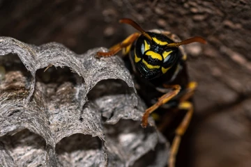 வீட்டில் குளவிகள் கூடு கட்டுவது நல்லதா?கெட்டதா?