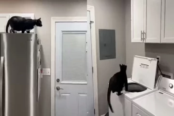 ஈயைப் பிடிக்கச் சென்று வாஷிங்மெஷினில் தவறி விழுந்த பூனை! வைரலாகும் வீடியோ