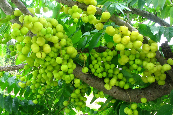இந்த சின்ன காயை சாப்பிட்டால் அஞ்சி ஓடும் பல நோய்கள்! | Ari Gooseberry Afraid Of Many Diseases