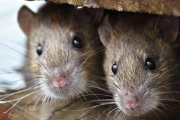 12 மாவட்டங்களில் எலிக்காச்சல் அபாயம்