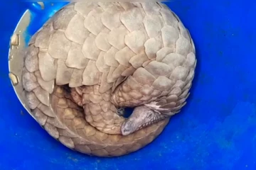 கொக்குளாய் பகுதியில் வீட்டிற்குள் புகுந்த அரியவகை காட்டு விலங்கு (Photos)