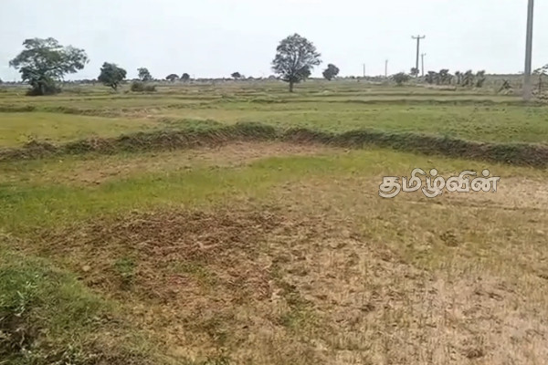 திருகோணமலையில் 65 மாடுகளை சிறைபிடித்த விவசாயிகள்.. | Trinco Farmers News