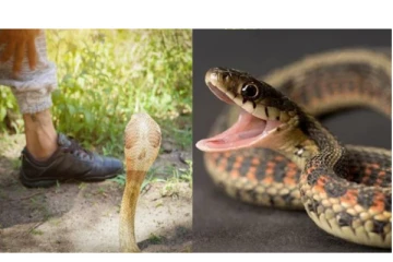 பாம்பு கடித்தால் பயப்பட வேண்டாம்... இந்த செடியை பற்றி தெரிஞ்சுக்கோங்க போதும்!