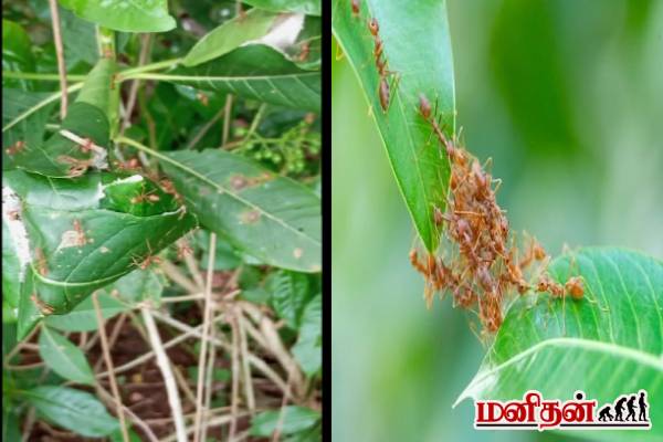 ஒற்றுமைக்கு உதாரணமாக வாழும் முசுடு... மெய்சிலிர்க்க வைக்கும் எறும்பு இனம்! | Weaver Ants Ants That Live As An Example Of Unity