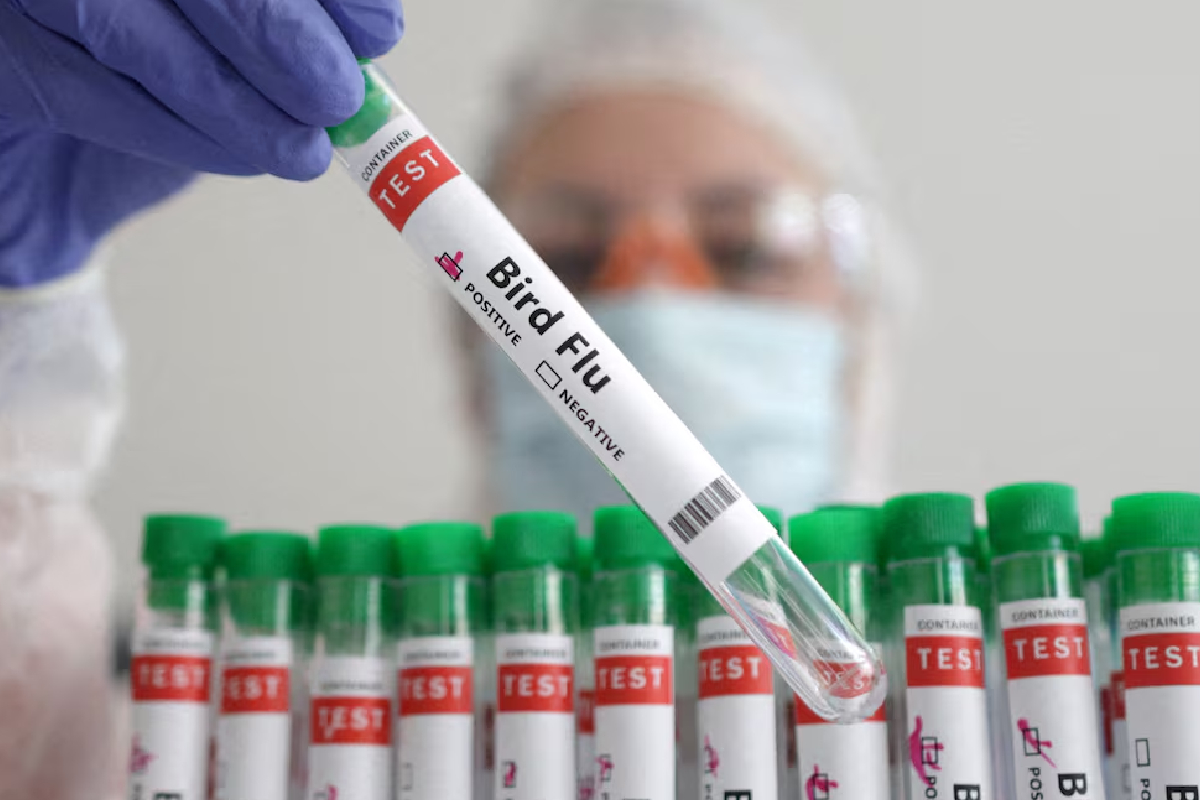 பறவைக் காய்ச்சலைத் தடுக்க பிரித்தானியாவின் புதிய நடவடிக்கை | Britain Takes Action To Prevent Bird Flu