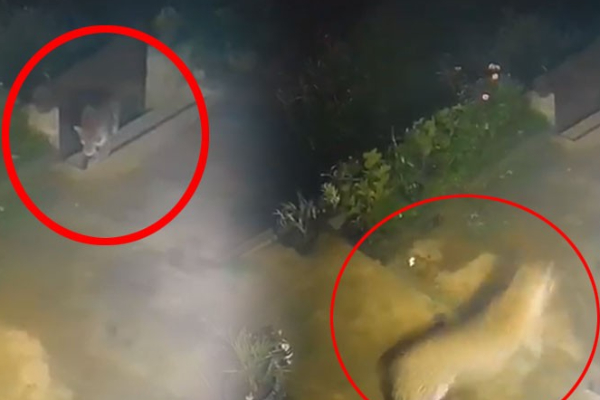 லிந்துலையில் நாயை கவ்வி சென்ற புலியால் மக்கள் அச்சம் | People Scared After Tiger Attacked Dog In Lindulai