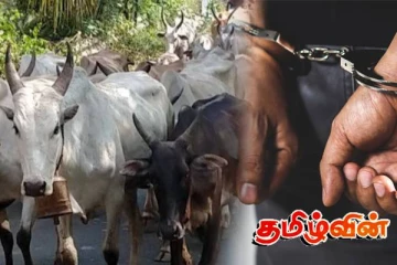 கிண்ணியாவில் மாடுகள் மீது வாள் வெட்டு! இருவர் கைது