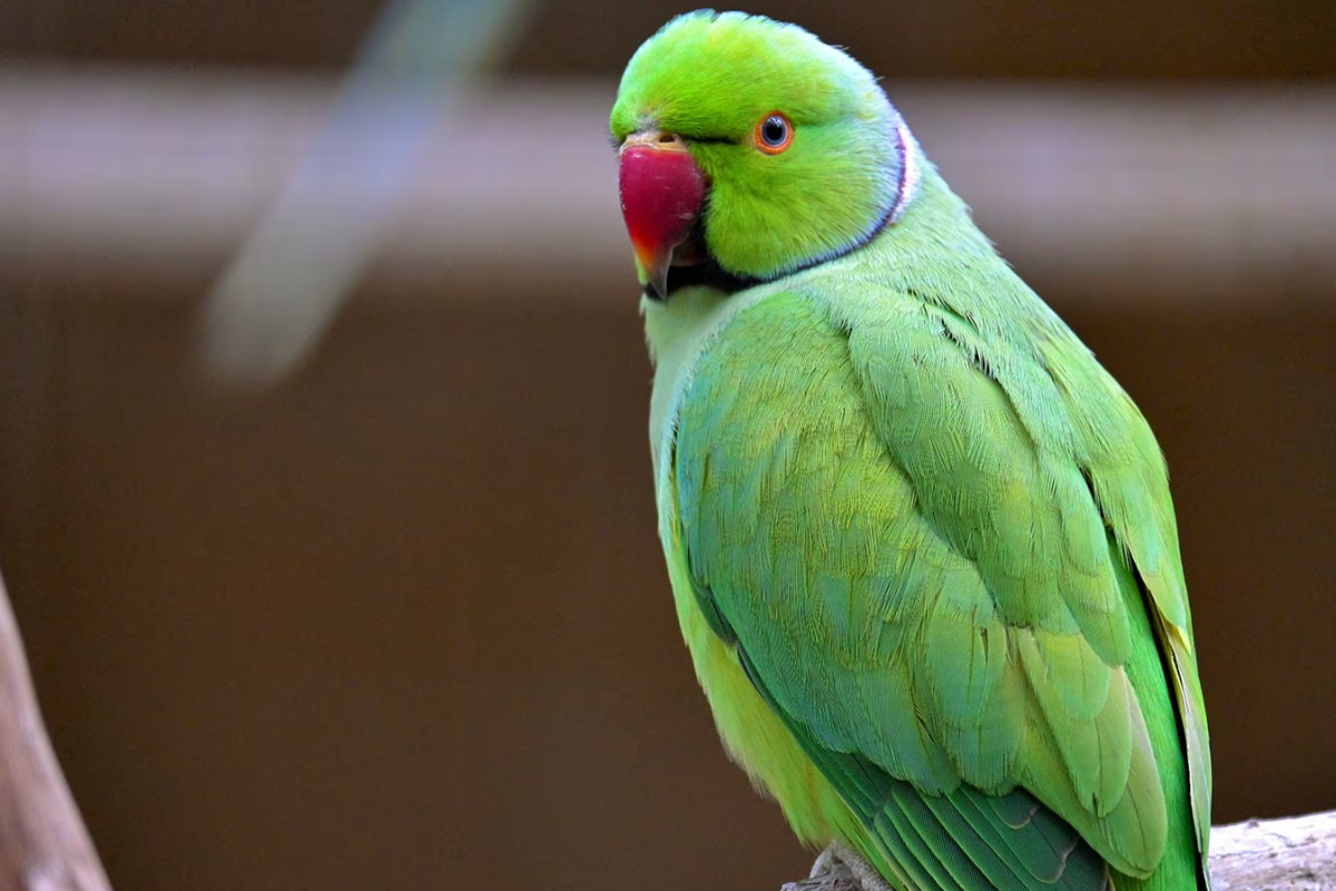 உங்கள் வீட்டிற்கு இந்த பூச்சிகள் வந்தால் கவனமாக இருக்க வேண்டுமாம் | Reason Behind Animals Birds Insects Coming Home