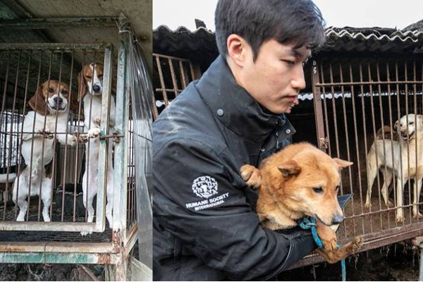 North korea ban dogs breeding and keeping