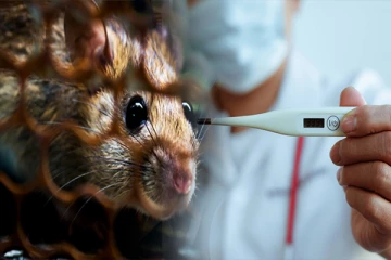 நாட்டில் எலிக்காய்ச்சல் நோய் பரவும் அபாயம்: சுகாதார அமைச்சு முன்னெடுக்கவுள்ள விசேட நடவடிக்கை