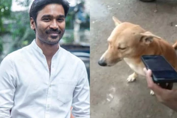 மாடு மேய்க்காமல் அடம் பிடிக்கும் நாய்! காரணம் நடிகர் தனுஷ் தானாம்