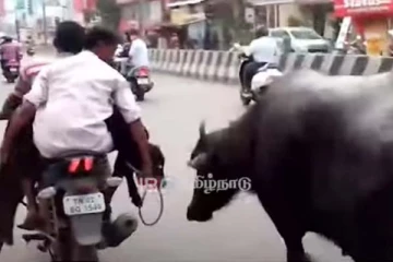 கன்றுகுட்டியை வாகனத்தில் எடுத்து சென்ற உரிமையாளர்: விடாமல் துரத்தி பாசப்போராட்டம் நிகழ்த்திய எருமைமாடு