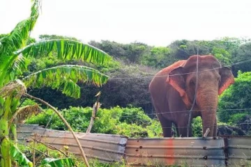 අලි-මිනිස් ගැටුමට විසඳුම් සොයමින් විදුලි වැට ශක්තිමත් කිරීමට රජය සැරසෙයි