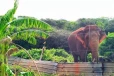 අලි-මිනිස් ගැටුමට විසඳුම් සොයමින් විදුලි වැට ශක්තිමත් කිරීමට රජය සැරසෙයි