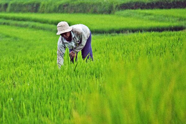 நெல் விற்க காத்திருக்கும் விவசாயிகளுக்கு வெளியான அறிவிப்பு | Announce Issued Farmers Regarding Rice Cultivation நெல் விற்க காத்திருக்கும் விவசாயிகளுக்கு வெளியான அறிவிப்பு | Announce Issued Farmers Regarding Rice Cultivation