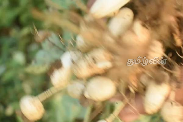 அறுவடைக்குத் தயாரான கடலைச் செய்கையில் நோய் தாக்கம்! விவசாயிகள் கவலை | Disease Outbreaks During Harvesting Of Seaweed