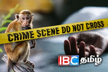 குரங்கினால் நடந்த படுகொலை: தொடரும் விசாரணை!