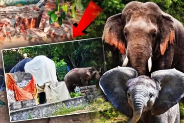 நெகிழ்ச்சிச் சம்பவம் : தாய் என நினைத்து சிலையை சுற்றித் திரிந்த சிறு காட்டு யானை