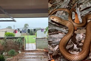 மனைவி கண் எதிரில் பாம்பு கடித்து உயிரிழந்த 2 குழந்தைகளின் தந்தை! கேட்ட அலறல் சத்தம்