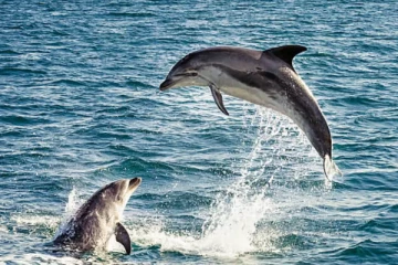 தன்னை தாக்கியவரை அடுத்த நொடியே பலி வாங்கிய டொல்பின்….. அலண்டு ஓடிய பயிற்சியாளர்!