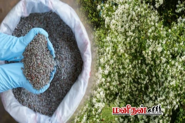 மல்லிகை செடி நறுமணத்துடன் பூத்து குலுங்கணுமா? இந்த மலிவான உரம் 1 கைபிடி போதும்