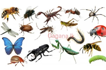 යාල රක්ෂිතයේ කෘමි විශේෂ දඩයම් කරමින් ජාන සොරකම් කළ විදේශිකයින් අත්අඩංගුවට...