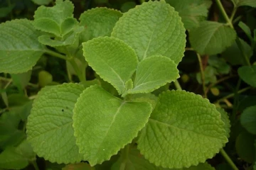 தினமும் இந்த இலை சாப்பிடுவதால் இத்தனை நன்மைகளா? பலரும் அறியாத உண்மைகள் இதோ!